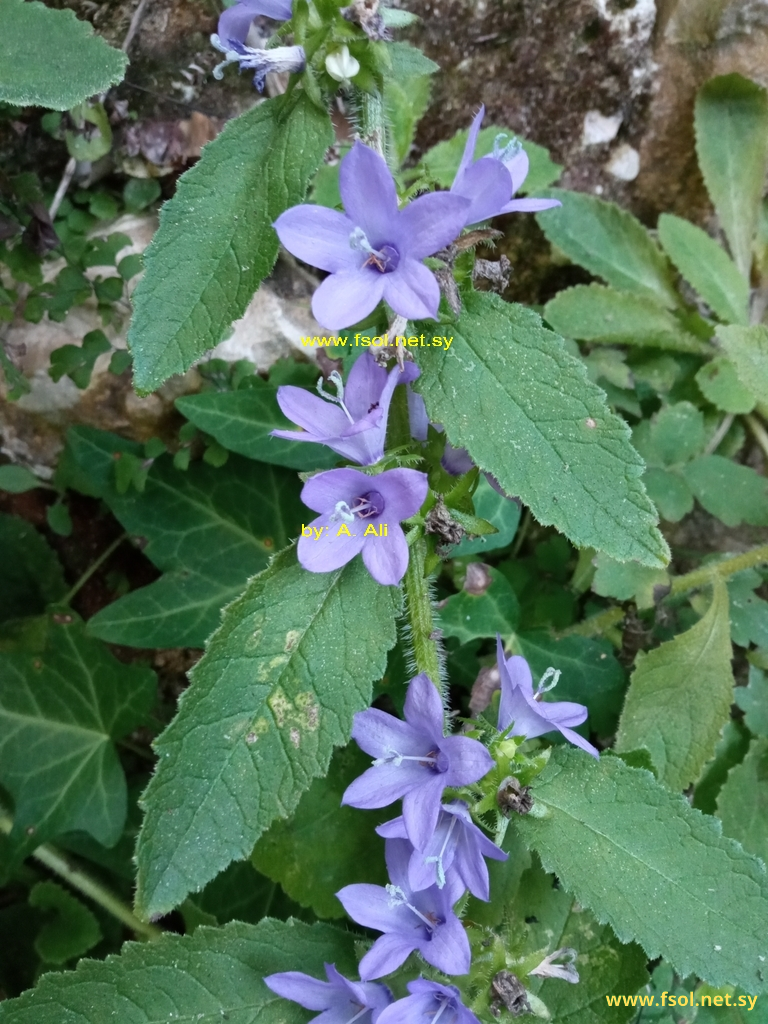 Campanula glomerata L.